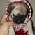 Pug puppies 4 thumbnail
