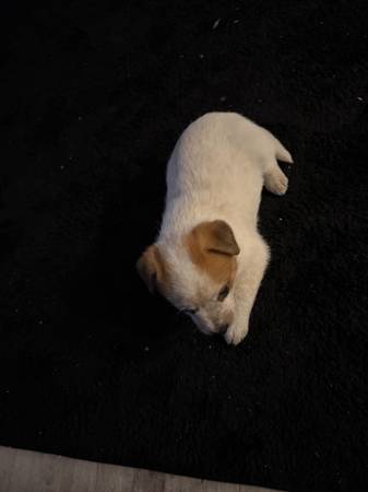 Small puppy63697527135747120