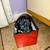 Miniature/Toy Poodle Puppies 5 thumbnail