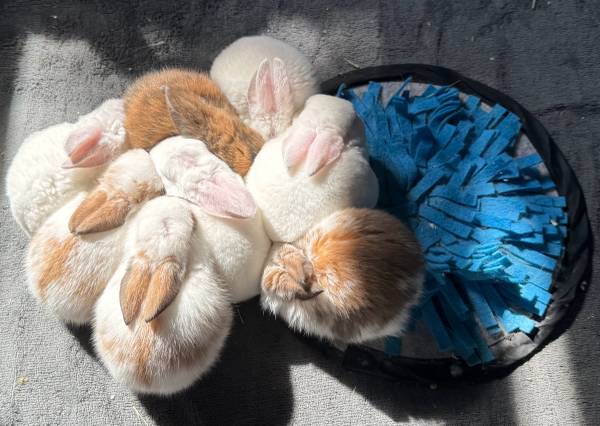 Bunny Rehoming (Kempner)63839344087939120