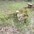 3 point tractor blade, rock rake, post hole digger, field roller 3 thumbnail
