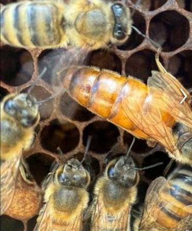 Queen bee-mated, hygienic 1
