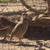 Chukars 15 thumbnail