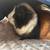 2 bonded male guinea pigs 9 thumbnail