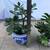 Various jades in 2 Asian ceramic pots 6 thumbnail
