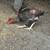 Roosters 4 thumbnail
