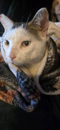 Gato macho encontrado (Walnut)600380177226803205