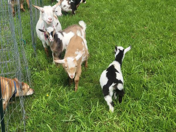Cabras enanas nigerianas ADGA (Monroe)63443577080835122