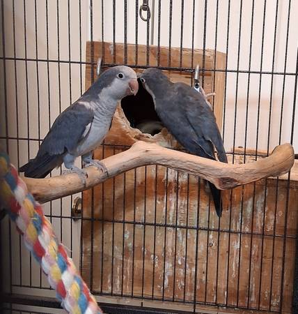 Pair of Quaker parrots (rare color) (Killeen)63898901549826123