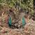 Peacocks $75.00 One-Year Old 2 thumbnail