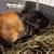abyssinian peruvian cross guinea pigs 3 thumbnail