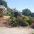 Yard clean ups, trimmings,tree removals,stumpgrinding,sprinklersetc 1 thumbnail