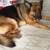 German ShepherdAkc , female 6 year 1 thumbnail