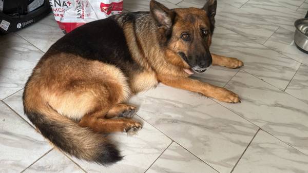 German ShepherdAkc , female 6 year 1