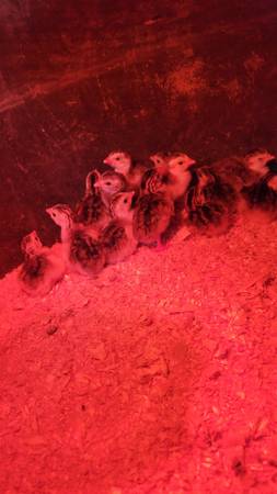 Guinea keets 1