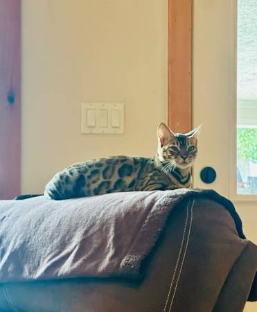 Bengal baby (Richards)63839342996865120