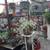 Closing Nursery low price plants Open 9-1 in Capitola 2 thumbnail