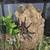 Rehoming Tarantulas 7 thumbnail