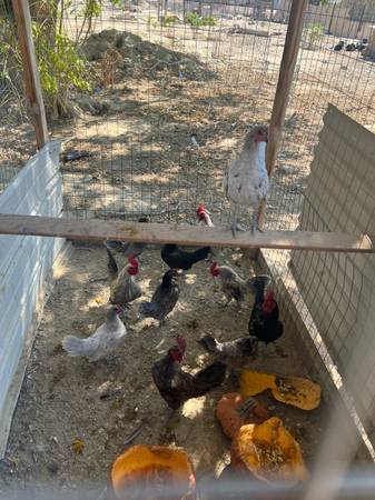 Lil roosters and hens 1