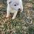 8 Week Male Husky Pup 3 thumbnail