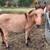 Pony mule 1 thumbnail