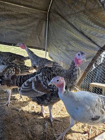 Heritage Turkeys Available 1