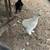 Silkies 3 thumbnail