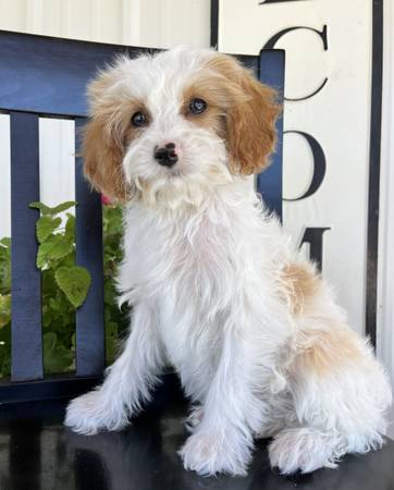 Cachorros Cavapoo (Heyburn)63844233808259122