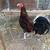 Game chickens 1 thumbnail