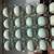 (TRUE-BLUE) Caledon Coturnix Quail Flock of 8 7 thumbnail