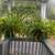 Huge Boston ferns and other outdoor plants 1 thumbnail