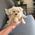 Maltese Puppies For Sale 2 thumbnail