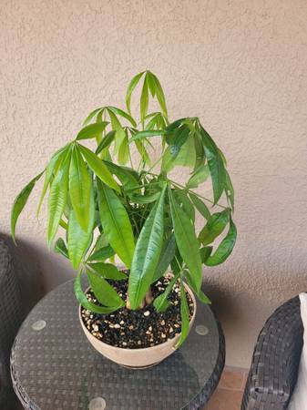 Money Tree - $45 (Las Cruces)62971055034883122