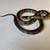 California Kingsnake Adult Male 1 thumbnail