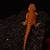 Red Monster Bearded Dragons 2 thumbnail