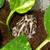Pacman frogs 1 thumbnail