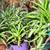 5 Spider Plants for the Price! 3 thumbnail