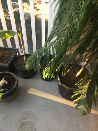 Norfolk Island Pine - 7 Feet Tall - Pruned To Put Against A Wall - $40063471374382595121