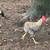 4 month old rooster 2 thumbnail