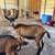 ADGA registerable dairy goats (doelings) 2 thumbnail