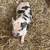 Kunekune 1 thumbnail