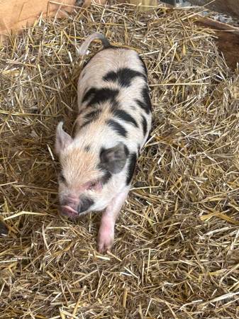 Kunekune 1