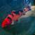 Beautiful Koi 1 thumbnail
