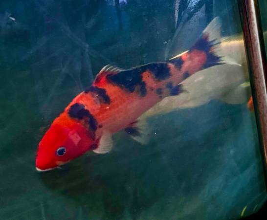 Beautiful Koi 1