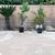 Large mature Sago plant tree 20 years old 2 are available 2 thumbnail