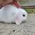 Holland lop bunnie (buck) 3 thumbnail