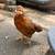 Young chickens 2 thumbnail