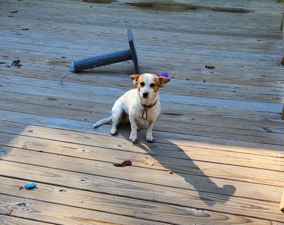 Corgi mix (Gardendale)64015834716419120