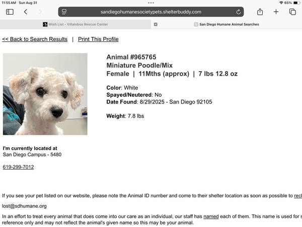 Found Min. Poddle, now at SDHUMANE.ORG 1
