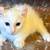 American Curl (Alpine) Kittens 13 thumbnail